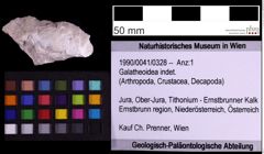 Foto (Objekt + Etiketten) von Galatheoidea indet. (NHMW-GEO-1990-0041-0328)